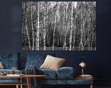 Une forêt de bouleaux en hiver sur Thomas Jäger