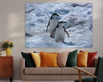 Antarctica twee stormband pinguïns op sneeuw van Maurice Dawson