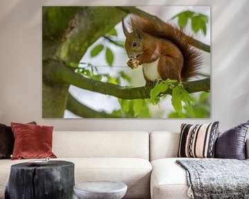 Squirrel by Heiko Lehmann