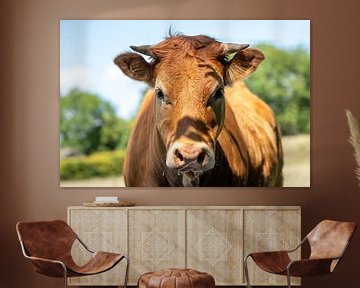 Limousin Koe van Marjan Slaats