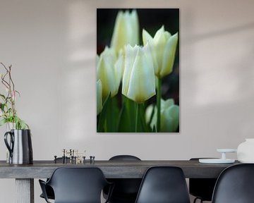 Elegante witte tulpen