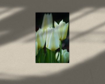 Elegante weiße Tulpen von Danny Tchi Photography