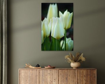 Elegante weiße Tulpen