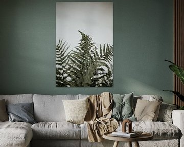 Farne vor einer weißen Wand | Minimalistische Fotografie | Amersfoort, Niederlande von Trix Leeflang