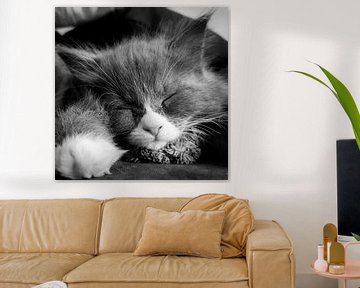 Sleeping maincoon kitten van Comitis Photography & Retouch