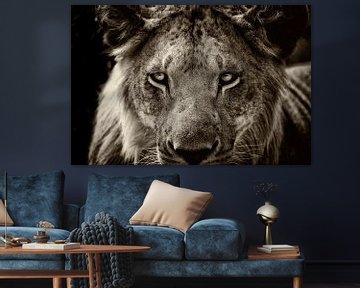 Portrait of a young male Lion. by Louis en Astrid Drent Fotografie