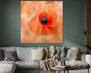 Mohn von Jessica Berendsen