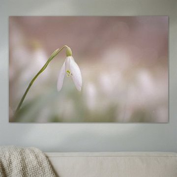 Snowdrop