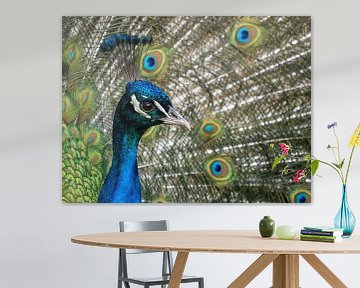 Peacock with feathers by Maikel Brands