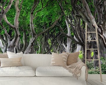 Road in the fairy forest by Dieter Meyrl