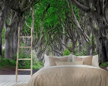 Road in the fairy forest by Dieter Meyrl