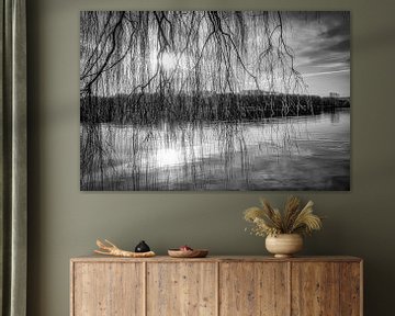 Weeping willow at the Baldeneysee in backlight in black and white by Dieter Walther