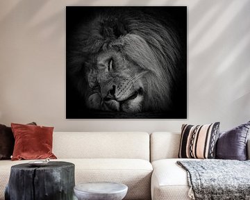 Sleeping lion in black and white by Marjolein van Middelkoop