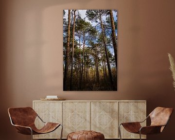 Vertikaler Blick auf den Wald im Naturschutzgebiet der Veluwe von Linsey Aandewiel-Marijnen