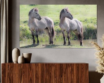 2 Konik-Pferde schauen nach rechts von Fotografie Jeronimo