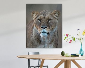 Lioness portrait by Marjolein van Middelkoop