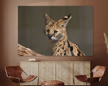 Serval (katachtige) van shoott photography