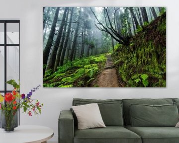 Regenachtig bos, Pico da Vara, Sao Miguel, Azoren Portugal van Sebastian Rollé - travel, nature & landscape photography