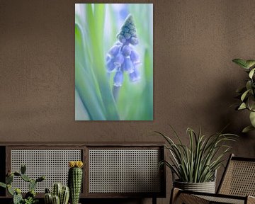 blauwe druifjes / grape hyacinths