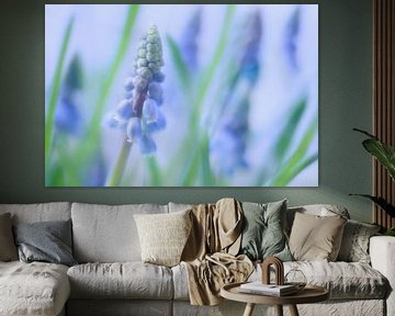 blauwe druifjes/ grape hyacinths sur Petra van der Spek