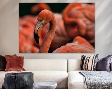 Portret flamingo van Mirjam Van Houten