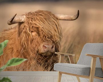 Schotse hooglander van Karin van Rooijen Fotografie