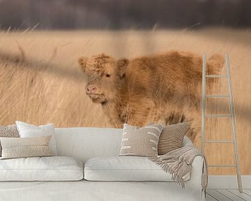 Schotse Hooglander kalf op het Hijkerveld, Drenthe van Karin van Rooijen Fotografie