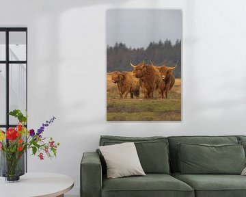 Schotse Hooglander koeien van Karin van Rooijen Fotografie