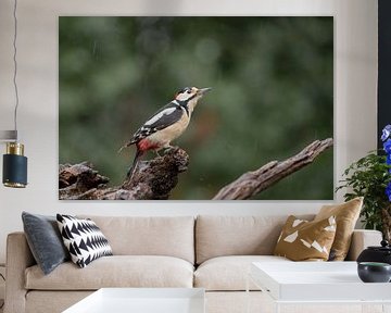 Great spotted woodpecker by Karin van Rooijen Fotografie