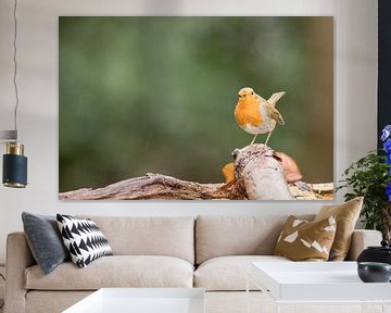 Robin by Karin van Rooijen Fotografie