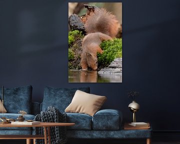 Squirrel looks for food by Karin van Rooijen Fotografie