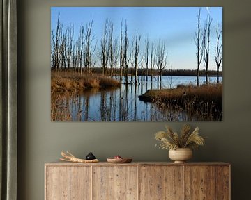 Des arbres qui se reflètent dans l'eau du Biesbosch