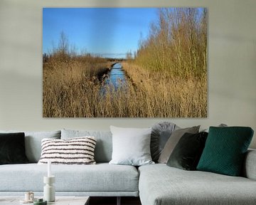 Graben zwischen dem Schilf im Biesbosch