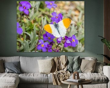 Anthocharis cardamines aurora butterfly on a flower by Animaflora PicsStock