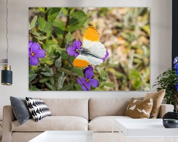 Aurora butterfly on a flower by Animaflora PicsStock