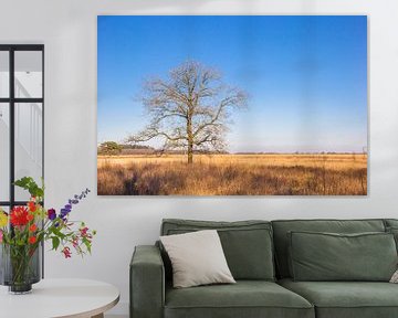 Kale boom op de heide van het  Noordsche veld in Drenthe van Marc Venema