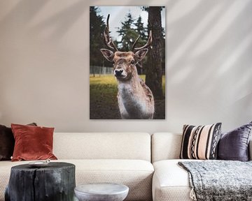 Deer in the deer park in Epe/Heerde by S van Wezep