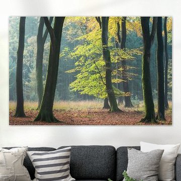 First sunlight on tree during autumn