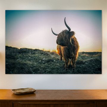 Scottish Highlander, stefan witte