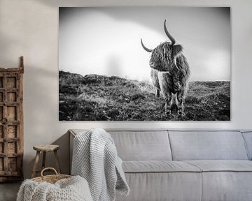 Scottish Highlander on the isle of Texel - the Netherlands, stefan witte by Stefan Witte