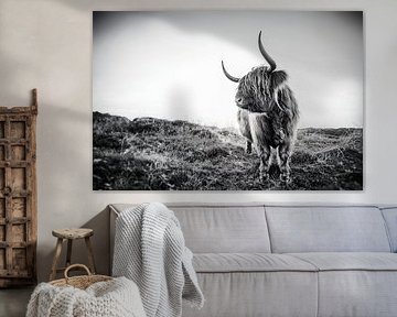 Schotse Hooglander op Texel, stefan witte