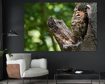 Waldkauz in einem Baum mit einem ruhigen dunkelgrünen Hintergrund von Jamey Grovell