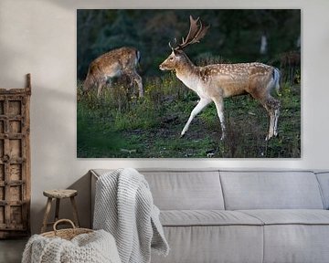 Damhirsch mit großem Geweih