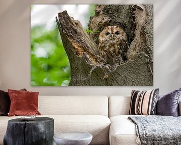 Bosuil portret met groene achtergrond van Jamey Grovell