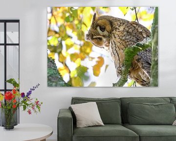 Ransuil in herfstkleuren van Jamey Grovell