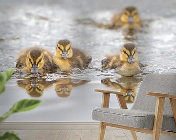 Four Mallard (Anas platyrhynchos) ducklings swimming towards the camera, Zuid-Holland, The Netherlan by Nature in Stock