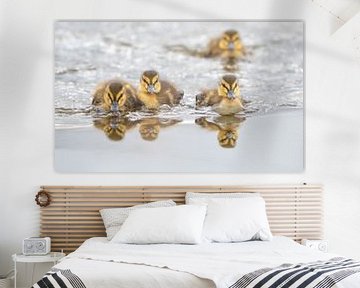 Vier jonge eendjes zwemmend op het water, Zuid-Holland, Nederland
