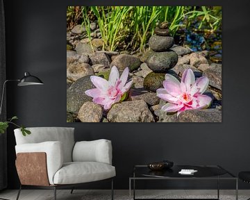Lotusblumen mit Balancesteinen Hintergrund von Animaflora PicsStock