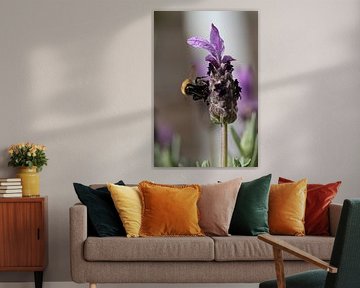 lavendel met bij