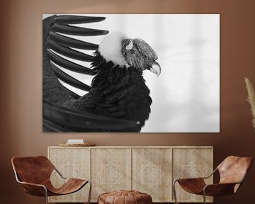 Andescondor met gespreide vleugels boven zijn hoofd, portret zwart-wit foto van Michael Semenov